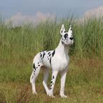 Great Dane beeld – Deense Dog- Lengte 124 cm, Ophalen, Nieuw