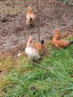Kriel haan, Dieren en Toebehoren, Pluimvee, Mannelijk, Kip