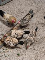 pluimvee, Dieren en Toebehoren, Pluimvee, Meerdere dieren, Kip