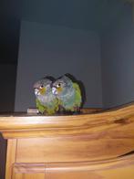 1 jeune conures / pyrrhura Perlata mâle EAM de 7 semaines., Bagué, Perroquet nain ou Inséparable, Mâle