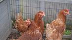 leghennen, Dieren en Toebehoren, Vrouwelijk, Kip