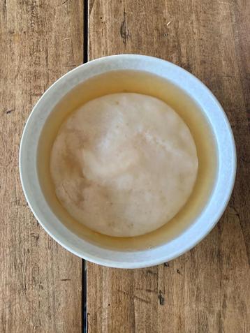 Kombuchazwam / scoby / waterkefir beschikbaar voor biedingen