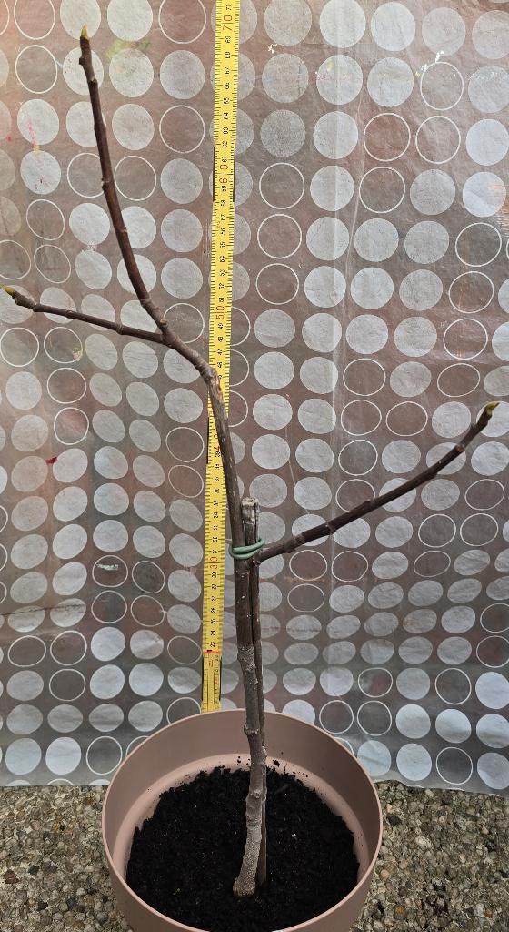 Vijgenboom Ficus Carica, Tuin en Terras, Planten | Fruitbomen, Vijgenboom, Minder dan 100 cm, Volle zon, Herfst, In pot, Ophalen