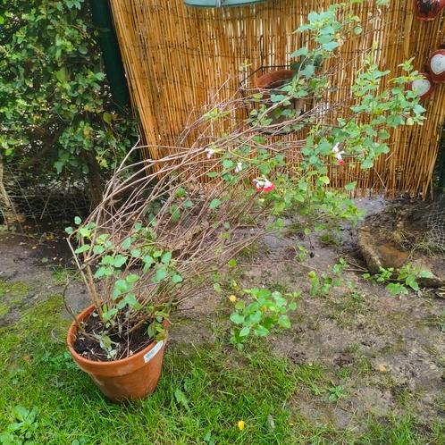 Grahamsalie of kleinbladige salie (Salvia micro), Tuin en Terras, Planten | Tuinplanten, Ophalen