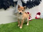 Shiba Inu pups, België, Overige rassen, 8 tot 15 weken, CDV (hondenziekte)