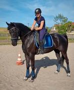 Mooie zwarte merrie: Special Agent Amour x Admiraal Z, Dieren en Toebehoren, Paarden, Merrie, Dressuurpaard, 170 tot 175 cm, 11 jaar of ouder