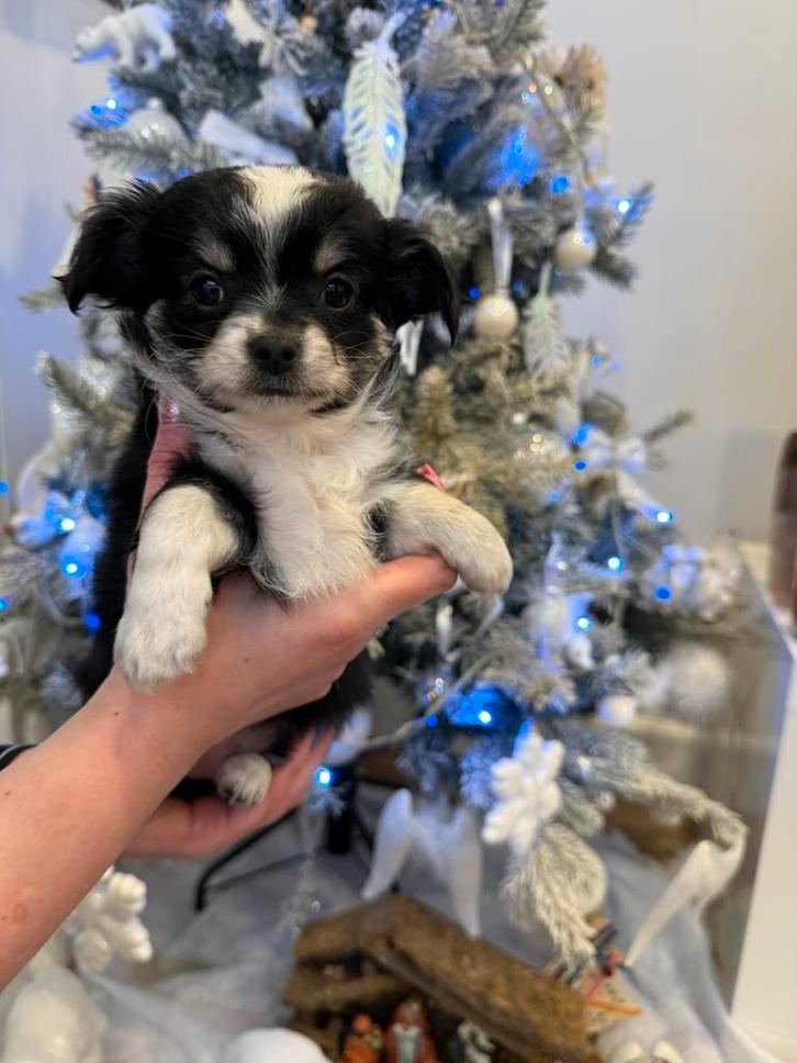 4 chihuahua puppies, Dieren en Toebehoren, Honden | Chihuahua's en Gezelschapshonden, Meerdere dieren, Chihuahua, Particulier