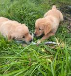 Mooie golden retriever pups!, Dieren en Toebehoren, Golden retriever, België, CDV (hondenziekte), 8 tot 15 weken