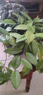 Kamerplanten, Groene kamerplant, Ophalen, Overige soorten, In pot