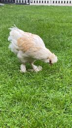 Haantje, Dieren en Toebehoren, Pluimvee
