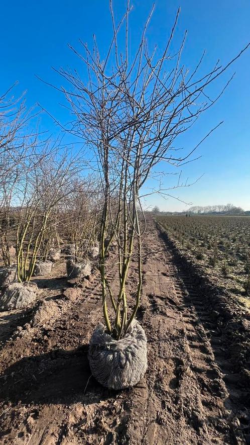 Meerstammige Amelanchier lamarckii krenten, Tuin en Terras, Planten | Bomen, Zomer, Ophalen of Verzenden