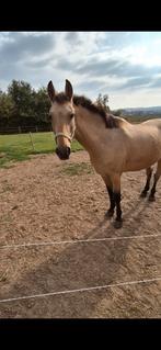 Super mooie lieve buckskin merrie, Dieren en Toebehoren, Merrie, Ontwormd