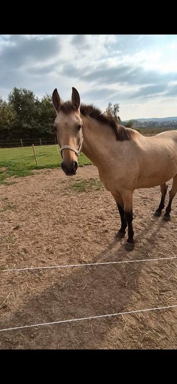 Super mooie lieve buckskin merrie  beschikbaar voor biedingen
