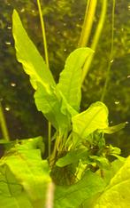 Aquariumplant Microsorium, Dieren en Toebehoren, Ophalen
