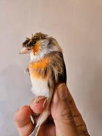 Métiss de chardo Huppé, Dieren en Toebehoren, Mannelijk, Geringd