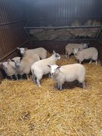 Ooi Lammers tekoop 0476252495