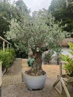 olijfboom bonsai 310L stam 100/140, Olijfboom, 250 tot 400 cm, Zomer, Ophalen