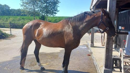 Interessante veelzijdige fokmerrie, bewezen vererving, Dieren en Toebehoren, Paarden, Merrie, ZZ, 165 tot 170 cm, 11 jaar of ouder