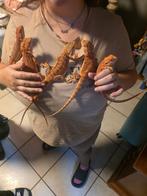 Baby baardagaam, Dieren en Toebehoren, Overige soorten, Tam, 0 tot 2 jaar