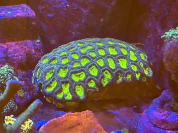 Groot stuk goniastrea beschikbaar voor biedingen