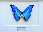 Véritable papillon Morpho Cypris de Colombie sous cadre, Insecte, Animal empaillé, Enlèvement ou Envoi, Neuf
