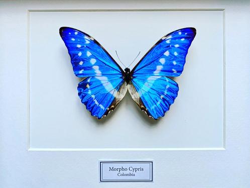 Echte Morpho Cypris vlinder uit Colombia onder frame, Verzamelen, Dierenverzamelingen, Nieuw, Opgezet dier, Insect, Ophalen of Verzenden
