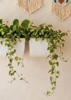 Hangbloembakken - 4 beschikbaar (prijs / stuk), Tuin en Terras, Ophalen, Metaal, Rechthoekig, Binnen