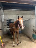 Halve stal, Dieren en Toebehoren