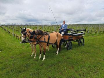 D pony, Vermifugé, Z, Poney de récréation, Poney D (1.37 m à 1.48m)