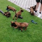 mechelse herder pups, Animaux & Accessoires, Chiens | Bergers & Bouviers, Particulier, 8 à 15 semaines, Plusieurs, Parvovirose