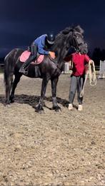 Friese paarden zadelmak maken en doorrijden, Dieren en Toebehoren, Zadelmak