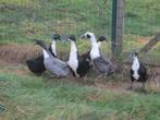 Huttegemse eenden, Meerdere dieren, Eend