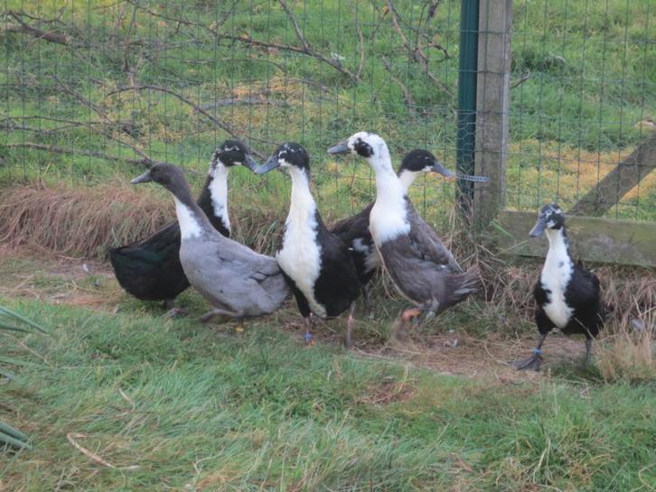 Huttegemse eenden, Dieren en Toebehoren, Pluimvee, Eend, Meerdere dieren