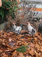 Jonge hanen, Dieren en Toebehoren, Pluimvee