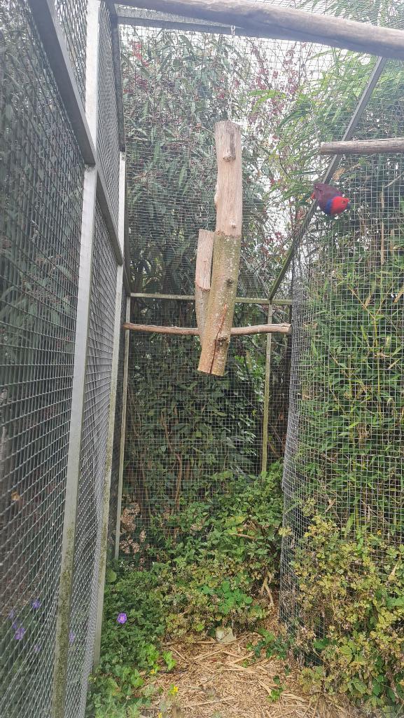 Natuurbroed NG edel papegaai pop, Dieren en Toebehoren, Vogels | Parkieten en Papegaaien, Papegaai, Vrouwelijk, Tam, Geringd