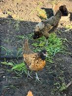 6 kippen, Dieren en Toebehoren, Pluimvee
