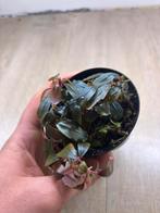 Bucephalandra theia, Dieren en Toebehoren, Vissen | Aquaria en Toebehoren, Ophalen of Verzenden, Nieuw, Plant(en), Steen of Hout