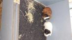 Cavia zeugjes, Dieren en Toebehoren, Knaagdieren, Vrouwelijk, Cavia, Tam