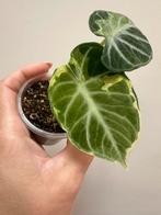 Alocasia ninja variegata, Ophalen of Verzenden