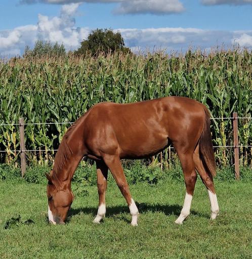 Driejaarse Zangersheide merrie, Dieren en Toebehoren, Paarden, Merrie, Onbeleerd, 165 tot 170 cm, 3 tot 6 jaar, Springpaard, Met stamboom