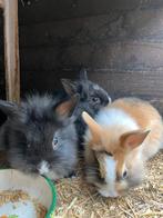5 mooie dwergkonijntjes / leeuwenkopjes, Dieren en Toebehoren, Meerdere dieren, Dwerg, 0 tot 2 jaar