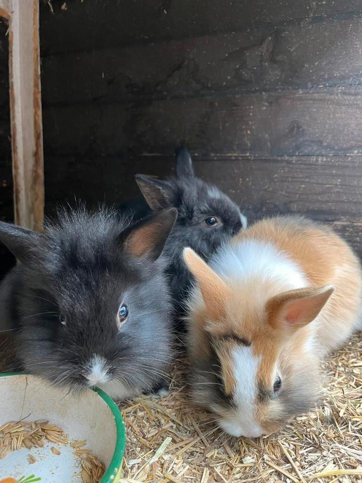 5 mooie dwergkonijntjes / leeuwenkopjes, Dieren en Toebehoren, Konijnen, Dwerg, Meerdere dieren, 0 tot 2 jaar