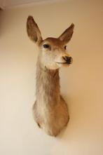 Taxidermie opgezette hinde hert, Ophalen, Gebruikt, Hert, Gewei of Kop