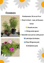 Zomerplanten uit eigen kweek, Tuin en Terras, Planten | Tuinplanten, Ophalen, Zomer, Eenjarig, Overige soorten