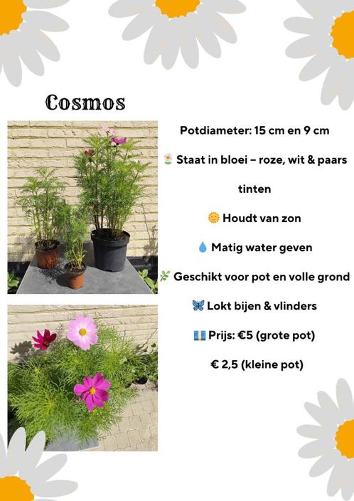 Zomerplanten uit eigen kweek, Tuin en Terras, Planten | Tuinplanten, Eenjarig, Overige soorten, Zomer, Ophalen