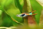 Guppy's te koop, Dieren en Toebehoren