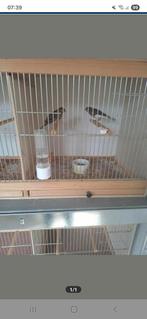 Kanarie s, Dieren en Toebehoren, Vogels | Kanaries