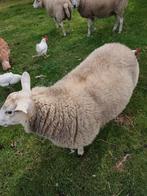 Ooi schaap van begin maart, Dieren en Toebehoren, Schapen, Geiten en Varkens, Schaap