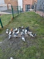 Pigeon takla  charleroi, Dieren en Toebehoren