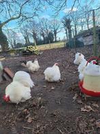 Cochin kriel broedeieren wit, Dieren en Toebehoren